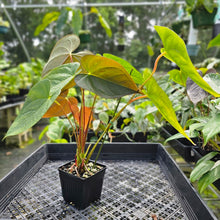 Load image into Gallery viewer, Anthurium Red Beauty, Exact Plant Multi top plant
