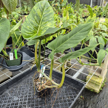 Load image into Gallery viewer, Philodendron Subhastatum, Exact Plant Variegated Ships Nationwide
