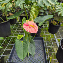 Load image into Gallery viewer, Anthurium Shibori, Exact Plant Variegated
