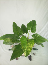 Load image into Gallery viewer, Giganteum &#39;Blizzard&#39;, Exact Plant, variegated Philodendron
