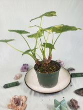 Load image into Gallery viewer, Gageana Aurea, Exact Plant, triple plant, variegated Alocasia
