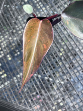 Load image into Gallery viewer, Philodendron Orange Princess, Exact Plant Variegated Ships Nationwide

