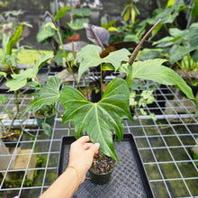 Load image into Gallery viewer, Anthurium Macrolobium, Exact Plant flowering XL
