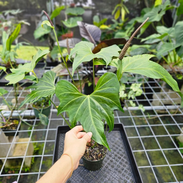 Anthurium Macrolobium, Exact Plant flowering XL