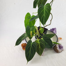 Load image into Gallery viewer, Philodendron Splendid, Exact Plant two growth points Ships Nationwide
