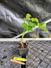 Load image into Gallery viewer, Anthurium Balaoanum "Dussii", Exact Plant Ships Nationwide
