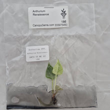Load image into Gallery viewer, Anthurium Renaissance variegated tissue culture 2DayAir
