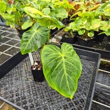 Load image into Gallery viewer, Philodendron Verrucosum Melon, Exact Plant Ships Nationwide
