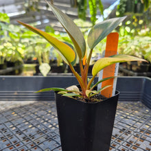 Load image into Gallery viewer, Philodendron Red Congo, Exact Plant Variegated Ships Nationwide

