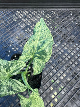 Load image into Gallery viewer, Syngonium Mojito, Exact Plant Variegated Ships Nationwide
