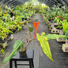 Load image into Gallery viewer, Philodendron Orange Marmalade, Exact Plant Ships Nationwide
