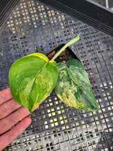 Load image into Gallery viewer, Scindapsus Jade Satin Aurea, Exact Plant Variegated Ships Nationwide
