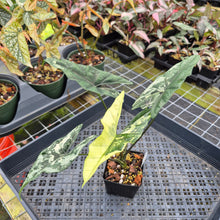 Load image into Gallery viewer, Alocasia Simpo Albo variegated 3.5" pot, Fedex 2day*
