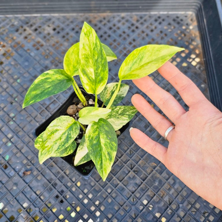 Epipremnum Pinnatum Sunburst, Exact Plant Variegated Ships Nationwide