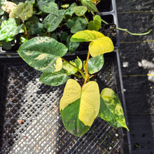Load image into Gallery viewer, Philodendron Burle Marx, Exact Plant Variegated Ships Nationwide
