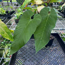 Load image into Gallery viewer, Anthurium Dolichostachyum , Exact Plant
