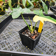 Load image into Gallery viewer, Philodendron Golden Dragon, Exact Plant Variegated Multi top plant
