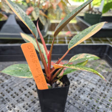 Load image into Gallery viewer, Philodendron Red Congo, Exact Plant Variegated Ships Nationwide
