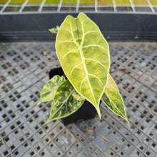 Load image into Gallery viewer, Alocasia Watsoniana Albo Pink variegated exact plant, Fedex 2day*
