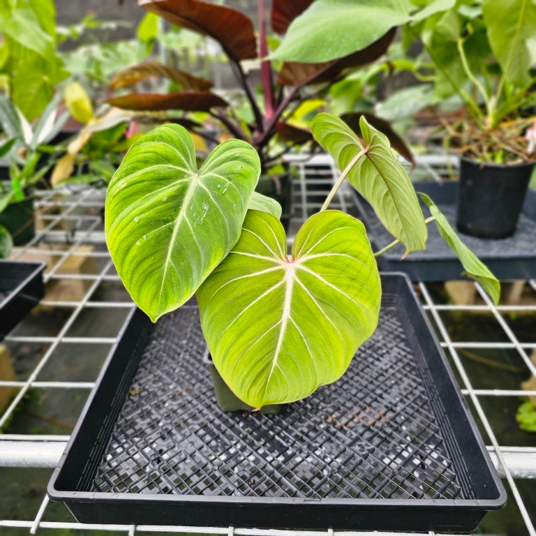 Philodendron Gloriosum, Pink Veined Back, Exact Plant