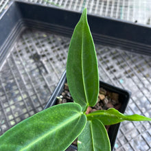 Load image into Gallery viewer, Anthurium Warocqueanum, Queen, Exact Plant Ships Nationwide
