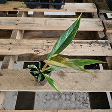 Load image into Gallery viewer, Philodendron Caramel Marble, Exact Plant Variegated Ships Nationwide
