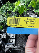 Load image into Gallery viewer, Syngonium Mango Allusion, Orm Thong, Exact Plant Variegated Ships Nationwide
