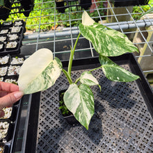 Load image into Gallery viewer, Monstera Borsigiana Albo Deliciosa Variegated exact plant, Fedex 2day*
