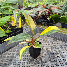 Load image into Gallery viewer, Philodendron Red Congo, Exact Plant Variegated Ships Nationwide
