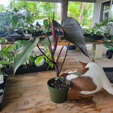 Load image into Gallery viewer, Philodendron Majesty 6" pot, Fedex 2day
