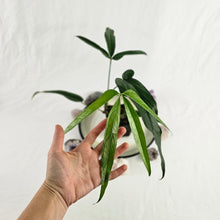 Load image into Gallery viewer, Anthurium Polydactylum, Exact Plant Ships Nationwide
