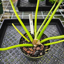Load image into Gallery viewer, Philodendron Giganteum, Exact Plant Variegated
