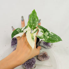 Load image into Gallery viewer, Syngonium Podophyllum Albo Variagata Variegated 2.5" pot, Fedex 2day*
