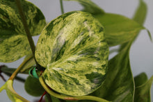 Load image into Gallery viewer, Variegated Philodendron Hederaceum Heart Leaf Exact Plant Ships nationwide
