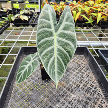 Load image into Gallery viewer, Alocasia Longiloba Lowii, Exact Plant Ships Nationwide
