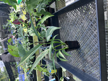 Load image into Gallery viewer, Epipremnum Amplissimum, Exact Plant Variegated Ships Nationwide
