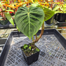 Load image into Gallery viewer, Philodendron Verrucosum Melon, Exact Plant Ships Nationwide
