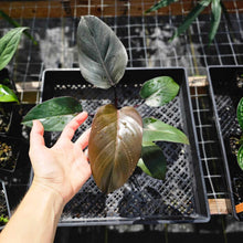 Load image into Gallery viewer, Philodendron Royal Queen 4" pot, Fedex 2day*
