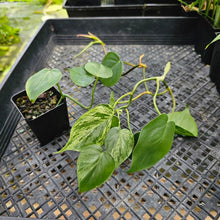 Load image into Gallery viewer, Philodendron Hederaceum, Heart Leaf, Exact Plant Variegated Ships Nationwide
