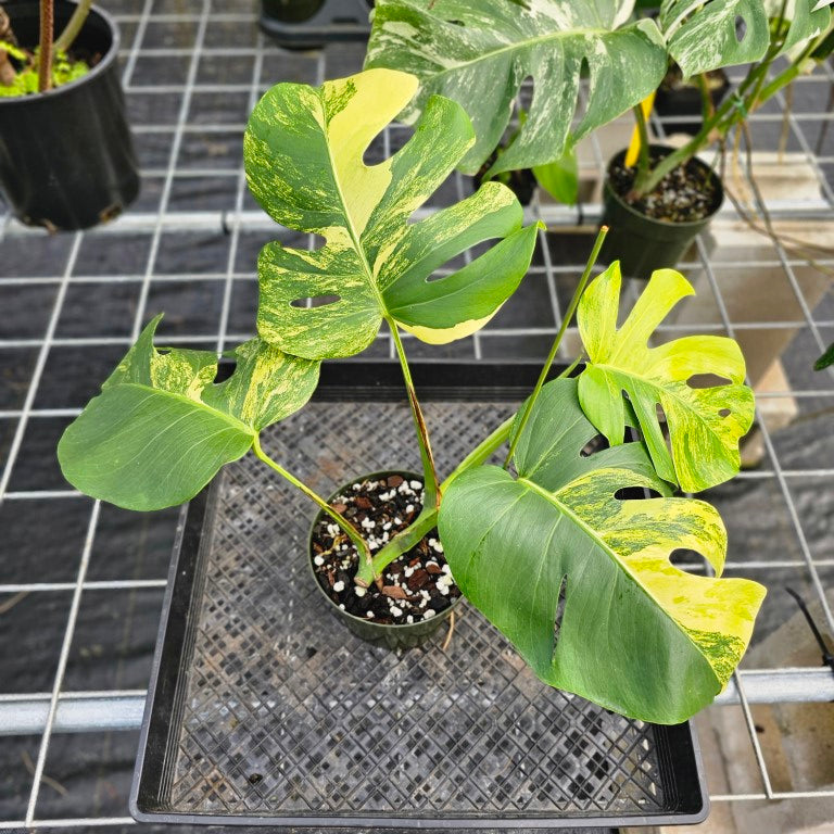 Monstera Borsigiana Aurea, Exact Plant Variegated Ships Nationwide