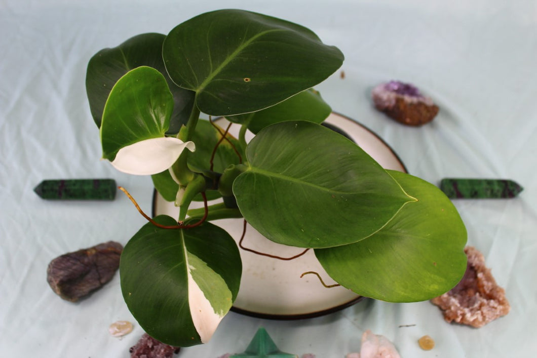 Variegated Philodendron White Wizard Exact Plant