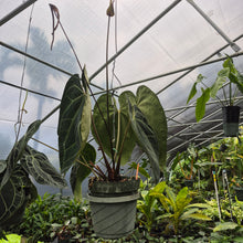 Load image into Gallery viewer, Anthurium Ace of Spades exact plant, Fedex 2day*
