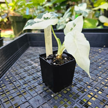 Load image into Gallery viewer, Alocasia Odora, Okinawa Silver, Exact Plant Variegated
