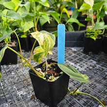 Load image into Gallery viewer, Philodendron Hederaceum Micans Aurea, Exact Plant Variegated Ships Nationwide
