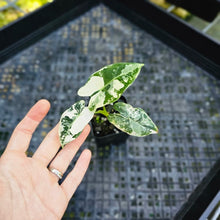 Load image into Gallery viewer, Alocasia Frydek, Exact Plant Variegated
