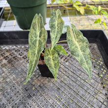 Load image into Gallery viewer, Alocasia Longiloba Black Satun Stardust Variegated, Exact Plant Ships Nationwide

