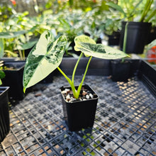 Load image into Gallery viewer, Alocasia Frydek, Exact Plant Variegated
