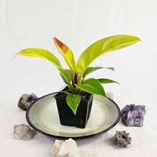 Load image into Gallery viewer, Philodendron Red Moon, Exact Plant Variegated
