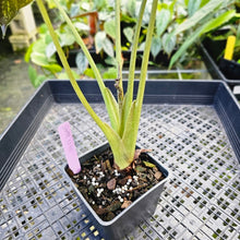 Load image into Gallery viewer, Alocasia Wentii, Exact Plant Variegated
