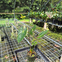Load image into Gallery viewer, Anthurium Peppermint Splash, Shibori AFF, speckled , Exact Plant
